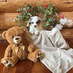 sirius aussies australian shepherd 5 weeks old puppy, 2 available